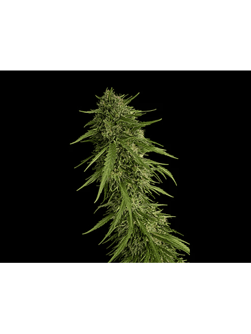 SOUR NANA X FRUITY PEBBLES OG X25-SECRET FILE  1