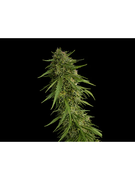 Sour Nana X Fruity Pebbles Og (X3+1/X25) -Secret File  1