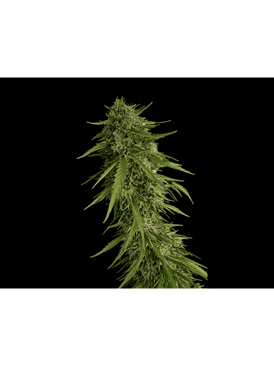 SOUR NANA X FRUITY PEBBLES OG X25-SECRET FILE  1