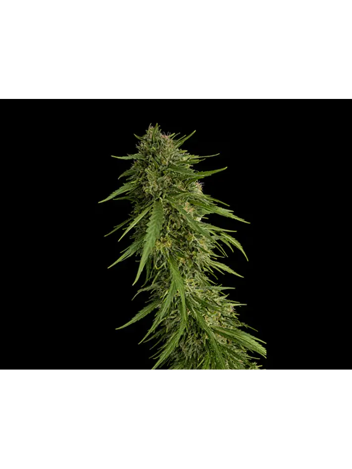 Sour Nana X Fruity Pebbles Og (X3+1/X25) -Secret File  1