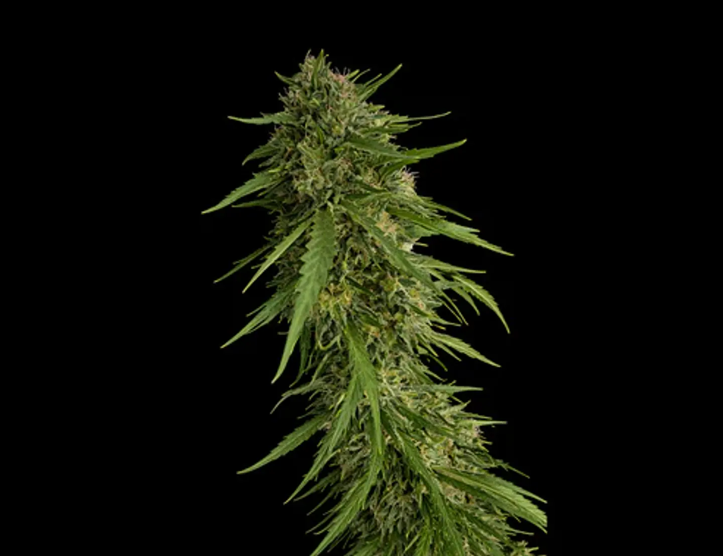 Sour Nana X Fruity Pebbles Og (X3+1/X25) -Secret File  1