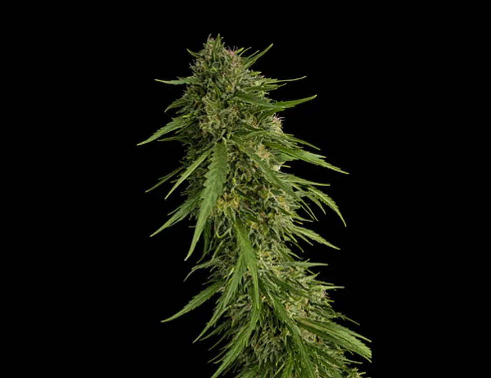 Sour Nana X Fruity Pebbles Og (X3+1/X25) -Secret File  1