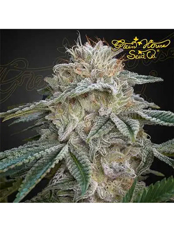 Super Lemon Haze X Gmo Fem X3-Green House 1
