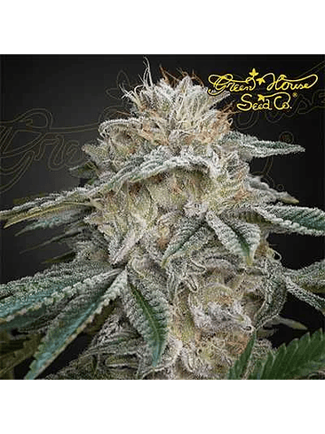 SUPER LEMON HAZE X RS11 FEM X3-GREEN HOUSE 1