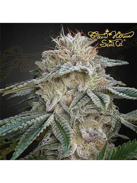 Super Lemon Haze X Rs11 Fem X3-Green House 1