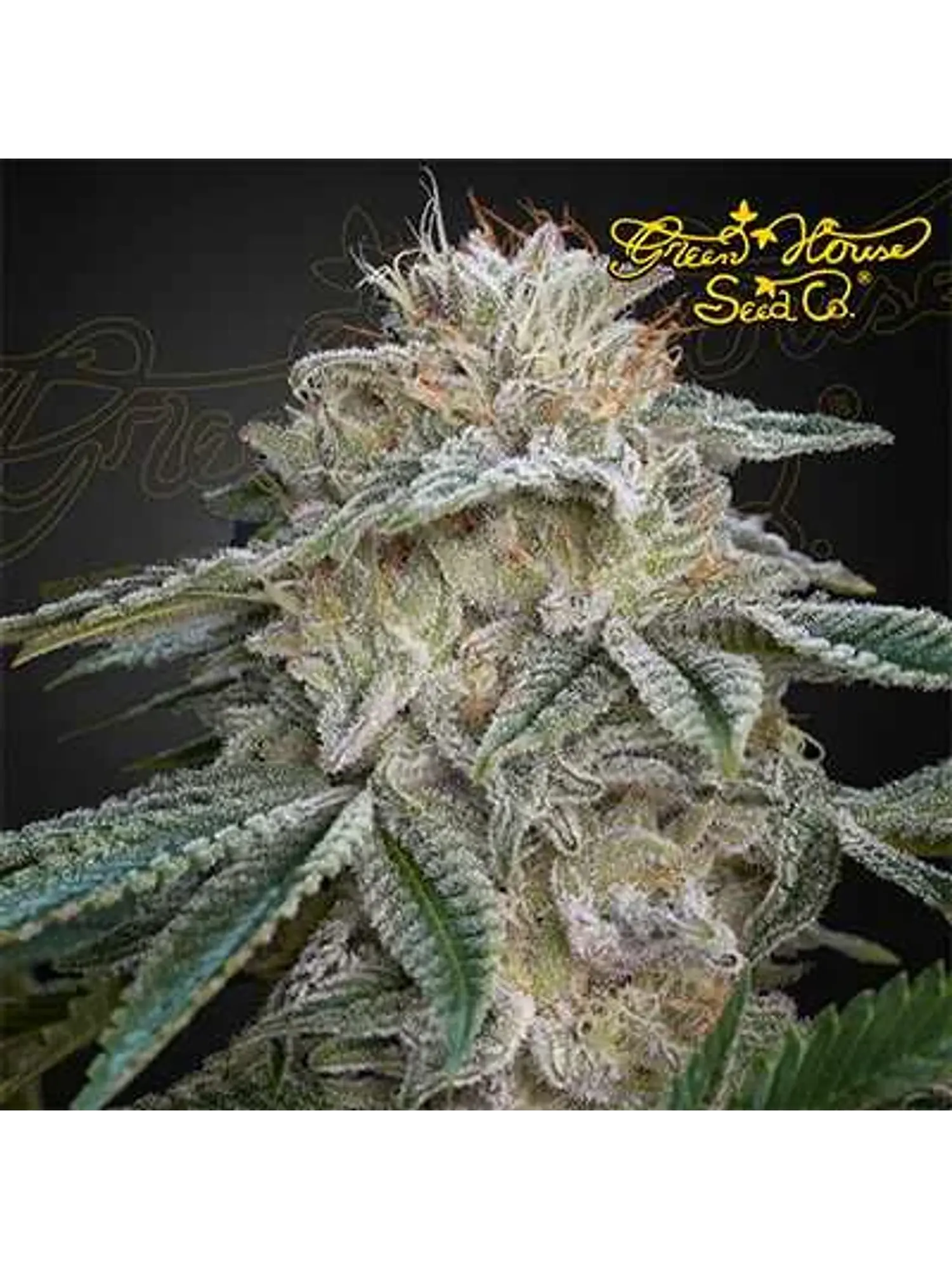 Super Lemon Haze X Pink Candy Fem X3-Green House 1