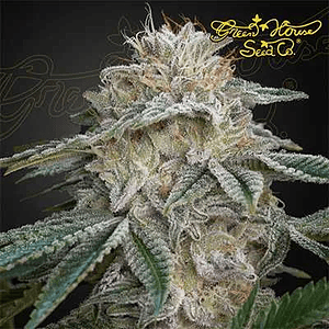 Super Lemon Haze X Pink Candy Fem X3-Green House