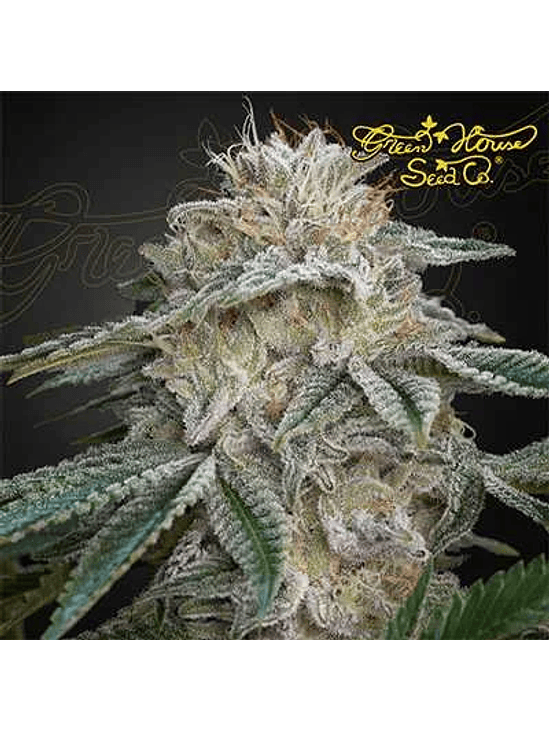 SUPER LEMON HAZE X PINK CANDY FEM X3-GREEN HOUSE 1