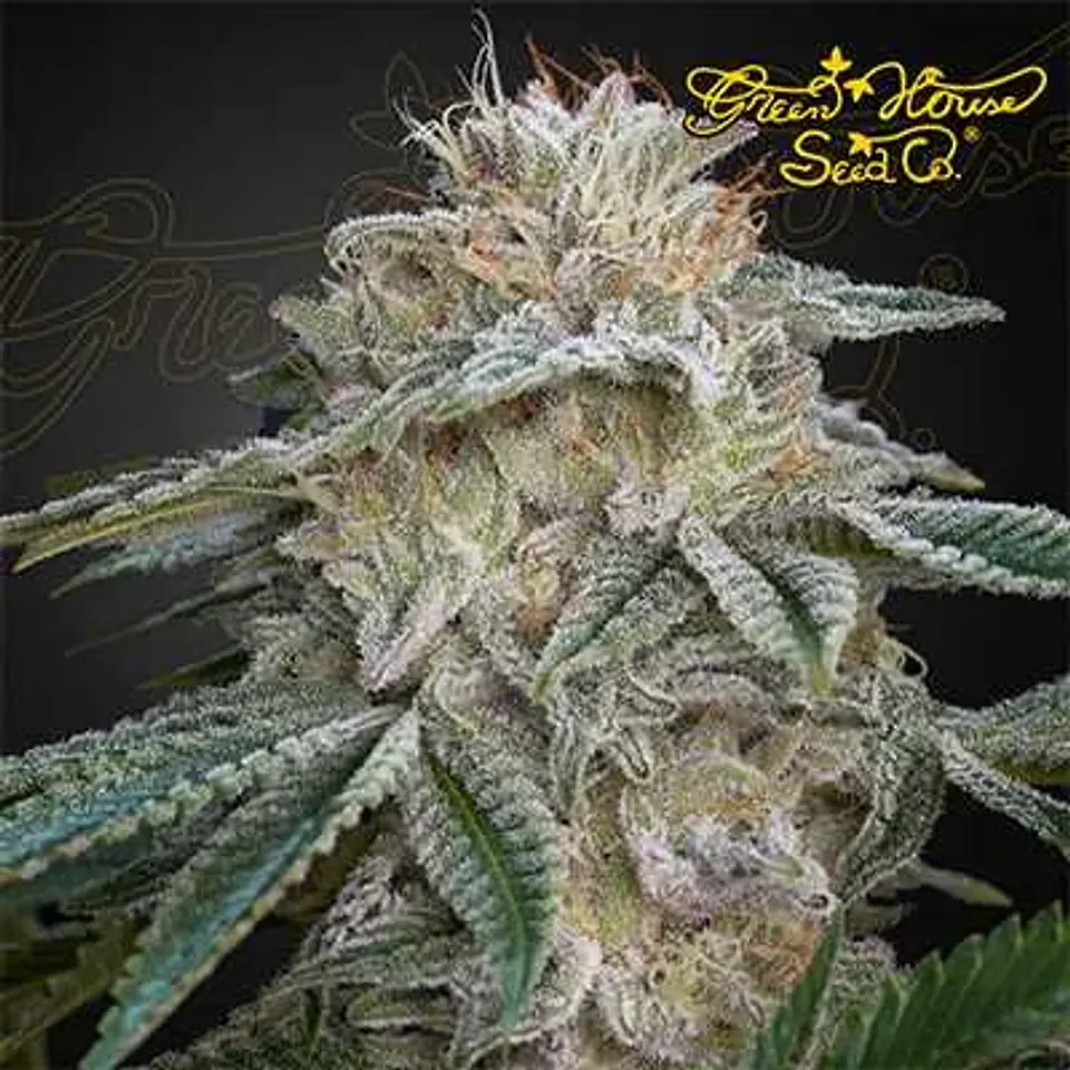 Super Lemon Haze X Pink Candy Fem X3-Green House 1