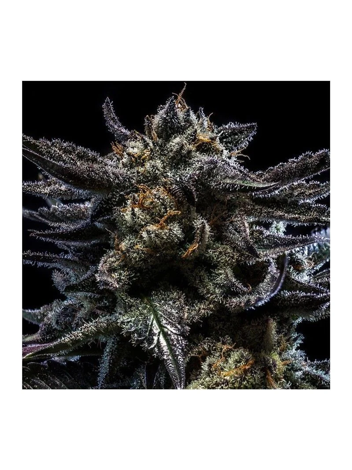 Zombie Kush Auto X3-Ripper Seeds 1