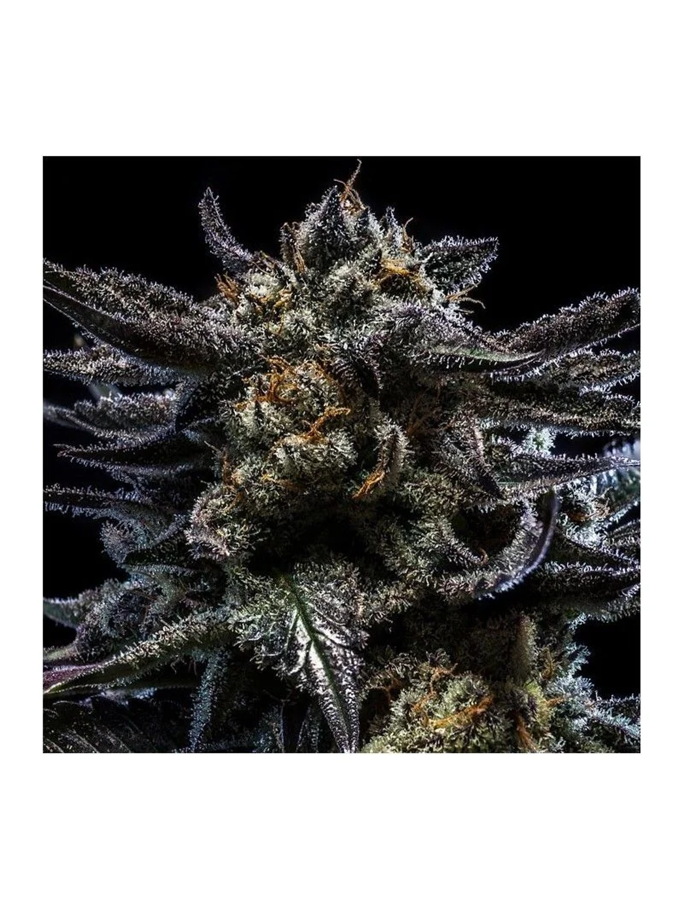 Zombie Kush Auto X3-Ripper Seeds 1