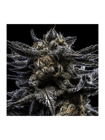 ZOMBIE KUSH AUTO X3-RIPPER SEEDS 1