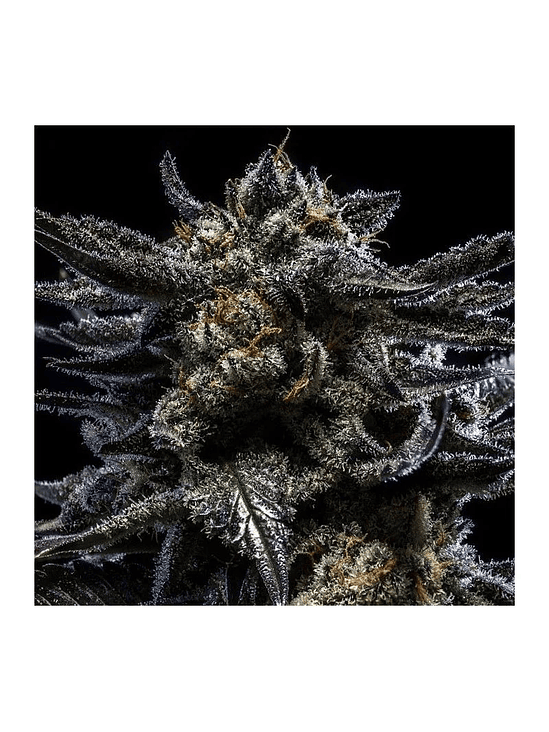 ZOMBIE KUSH AUTO X3-RIPPER SEEDS 1