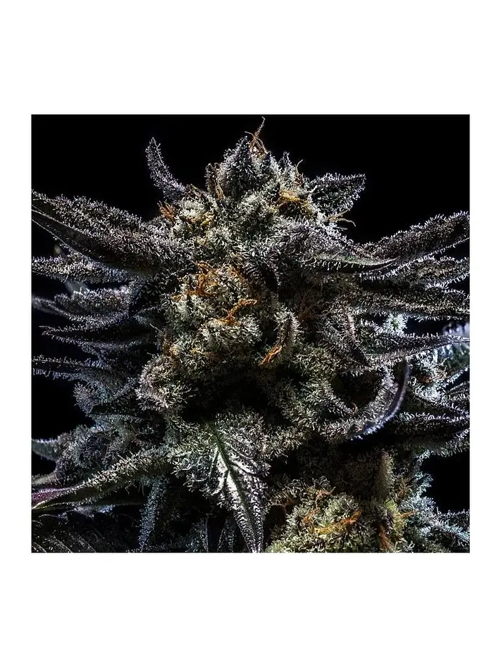 Zombie Kush Auto X3-Ripper Seeds 1