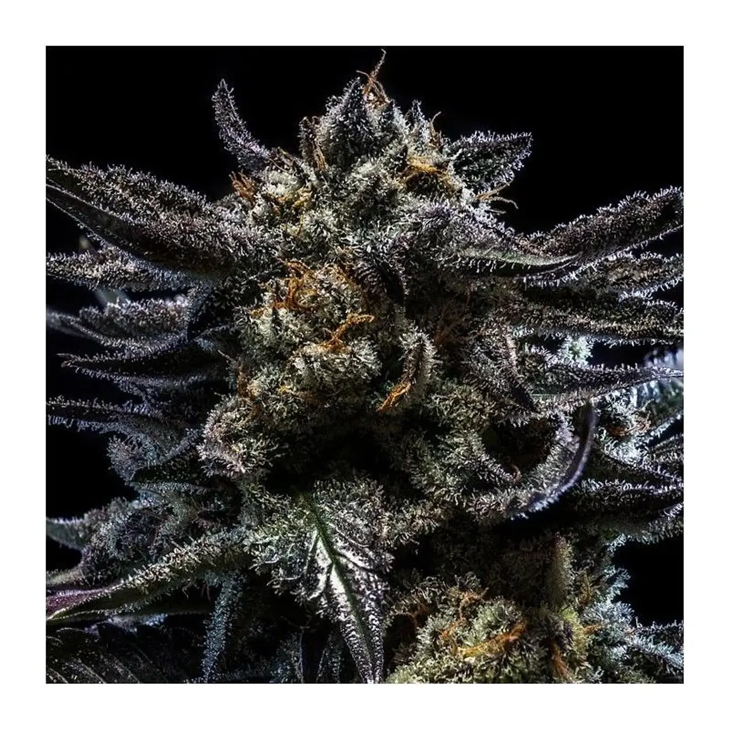 Zombie Kush Auto X3-Ripper Seeds 1