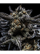 ZOMBIE KUSH AUTO X3-RIPPER SEEDS - Miniatura 1