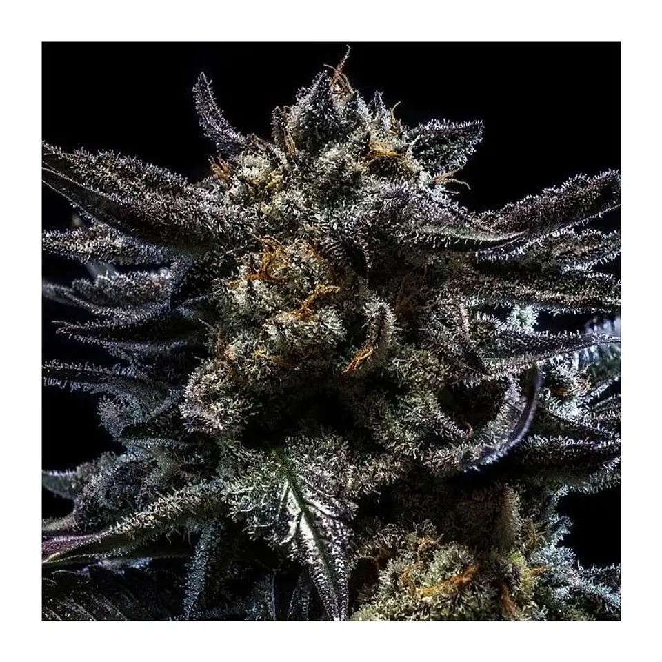 Zombie Kush Auto X3-Ripper Seeds 1
