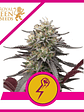 GREEN CRACK PUNCH USA PREMIUM FEM X3-ROYAL QUEEN - Miniatura 2