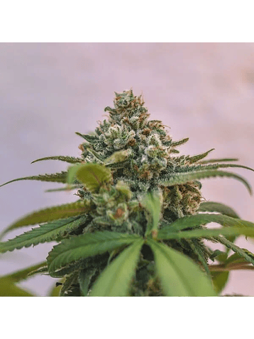 GREEN CRACK PUNCH USA PREMIUM FEM X3-ROYAL QUEEN 2