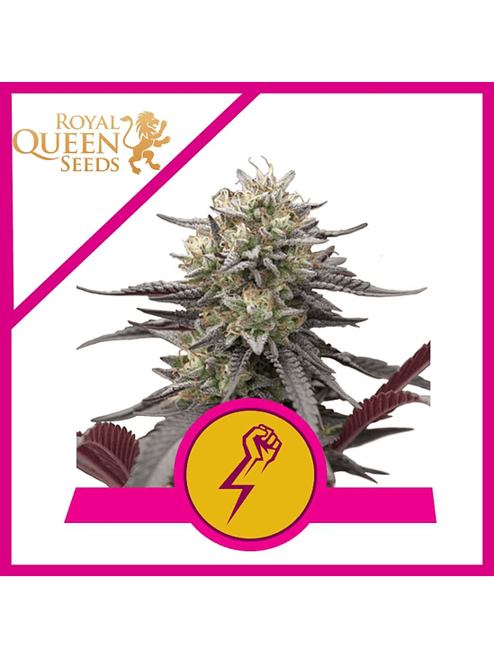 GREEN CRACK PUNCH USA PREMIUM FEM X3-ROYAL QUEEN 3