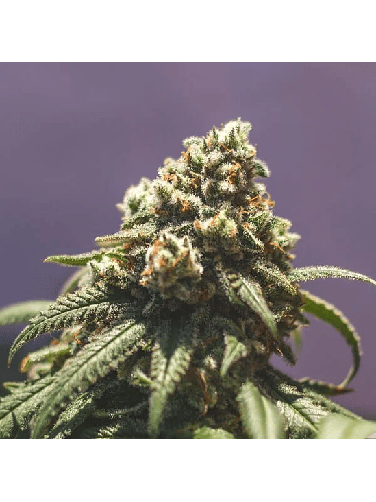 GREEN CRACK PUNCH USA PREMIUM FEM X3-ROYAL QUEEN 4