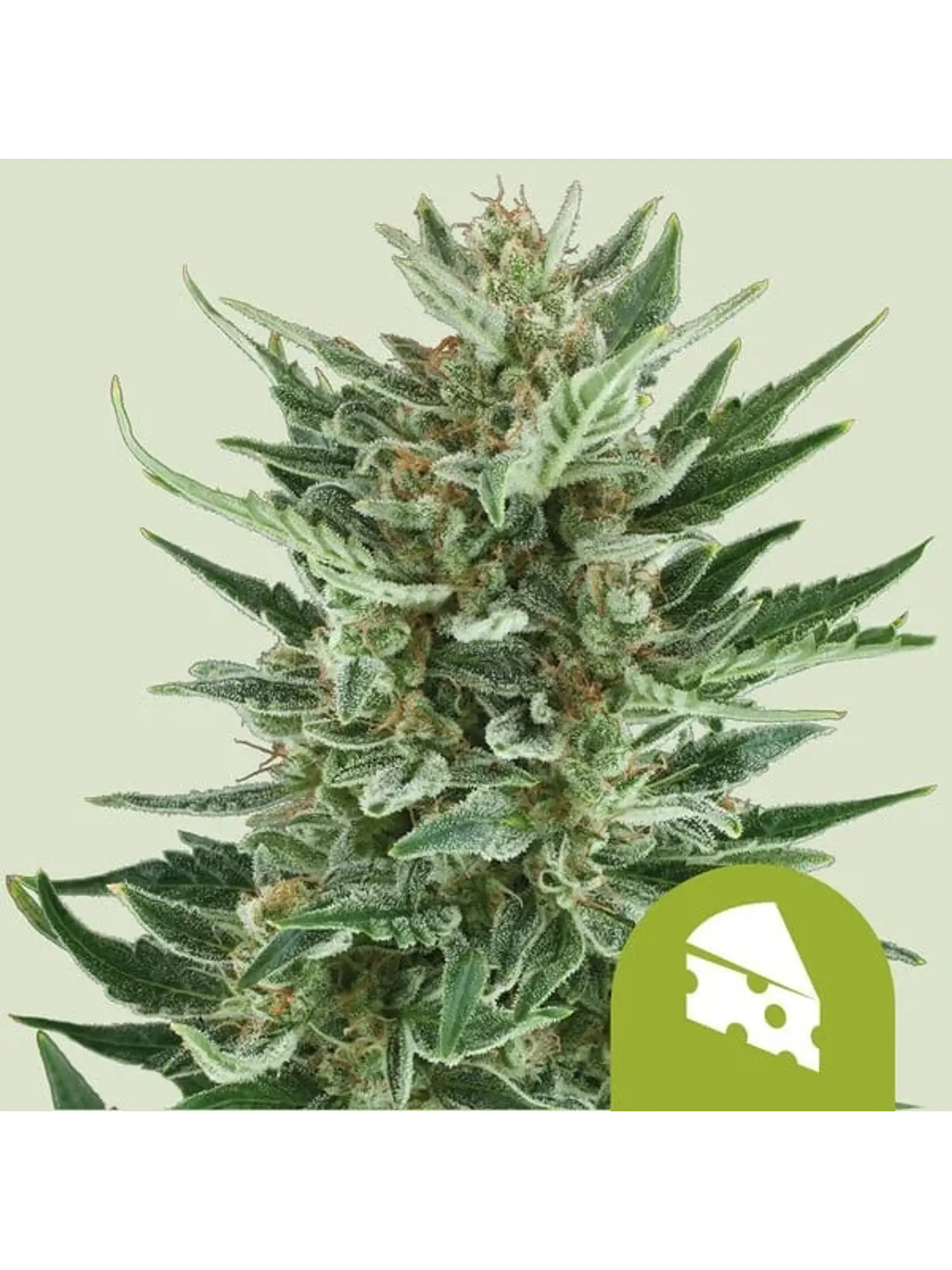 Royal Cheese Auto X1-Royal Queen 1