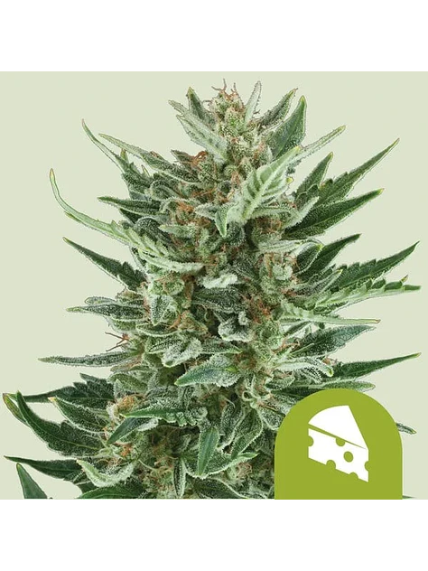 Royal Cheese Auto X1-Royal Queen 1