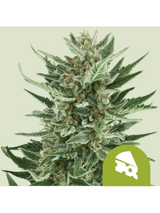 ROYAL CHEESE AUTO X1-ROYAL QUEEN 1