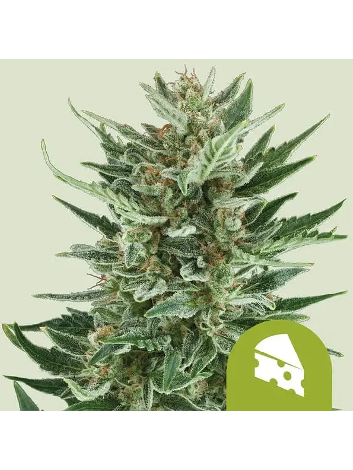 Royal Cheese Auto X1-Royal Queen 1