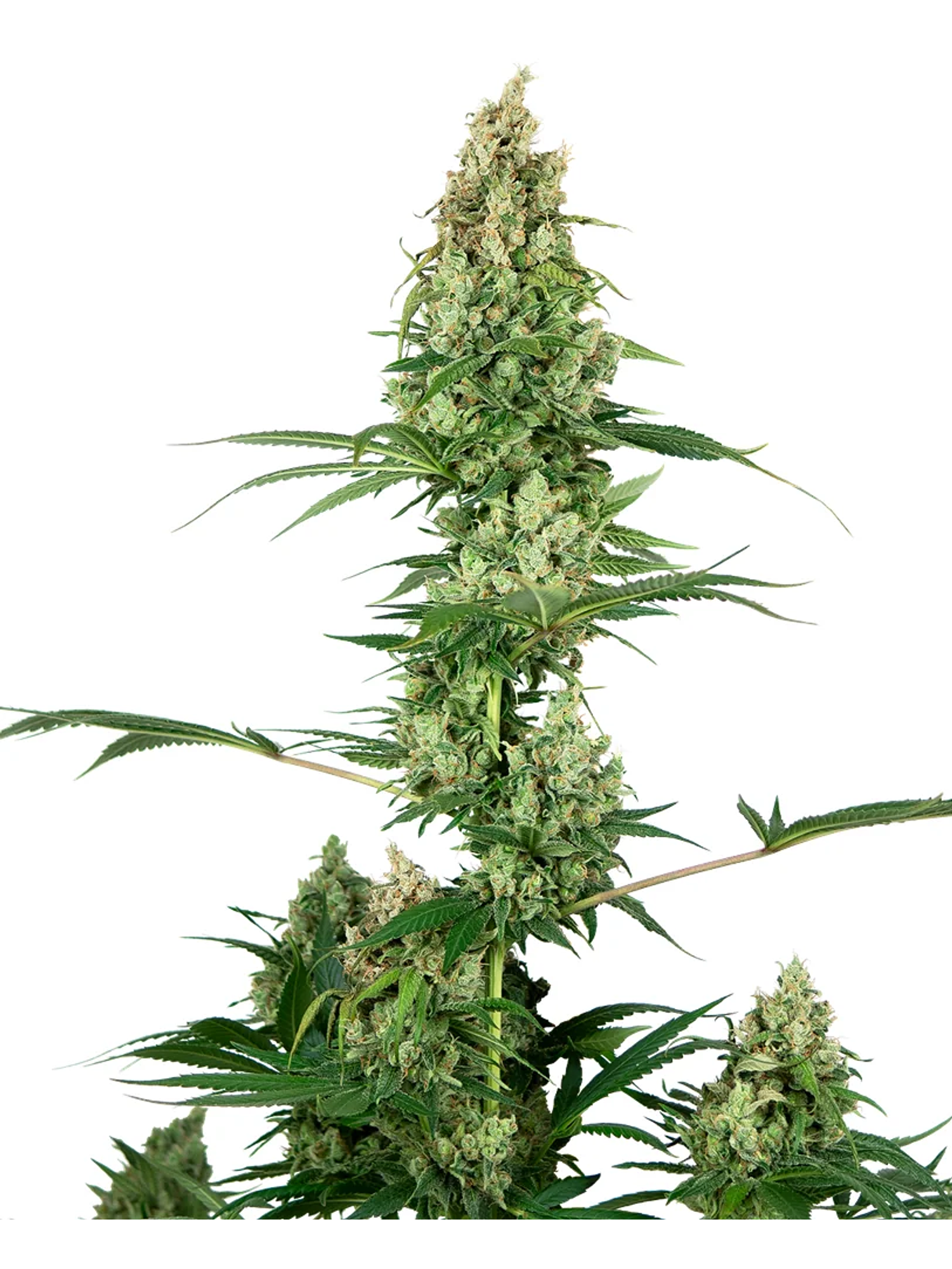 Silver Fire Fem X3-Sensi Seeds 1