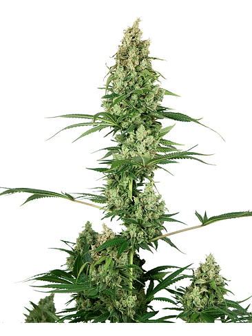 SILVER FIRE FEM X3-SENSI SEEDS 1