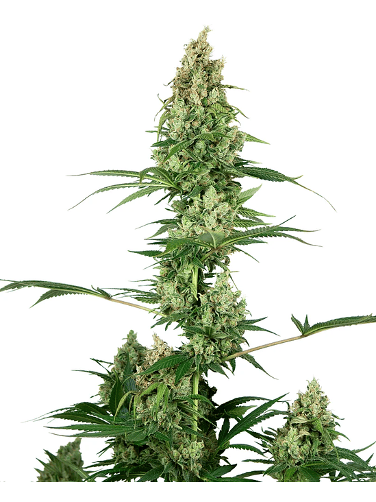 SILVER FIRE FEM X3-SENSI SEEDS 1