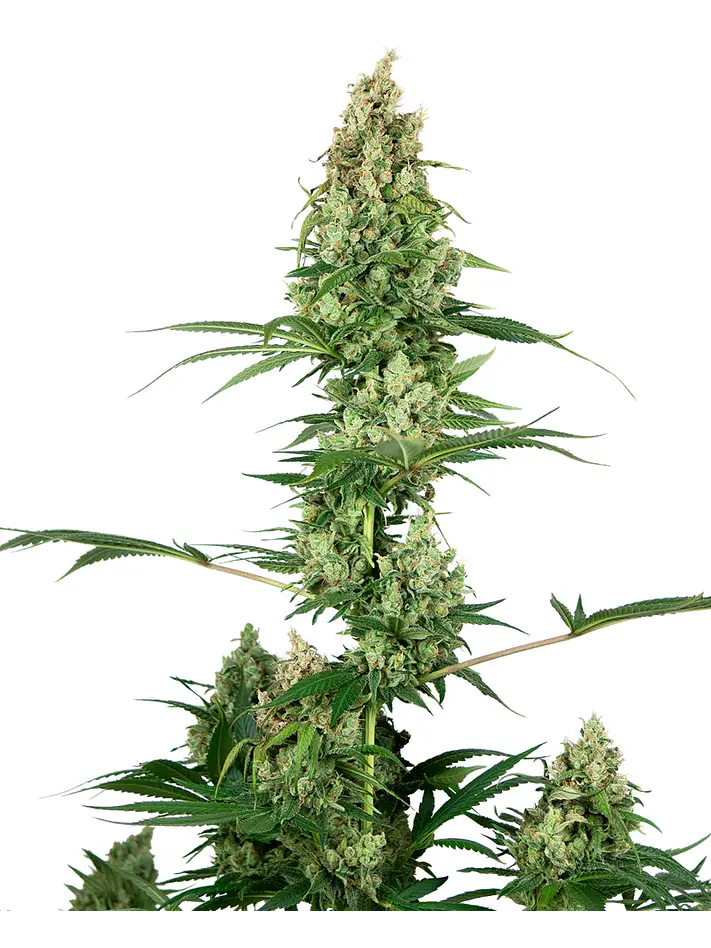 Silver Fire Fem X3-Sensi Seeds 1