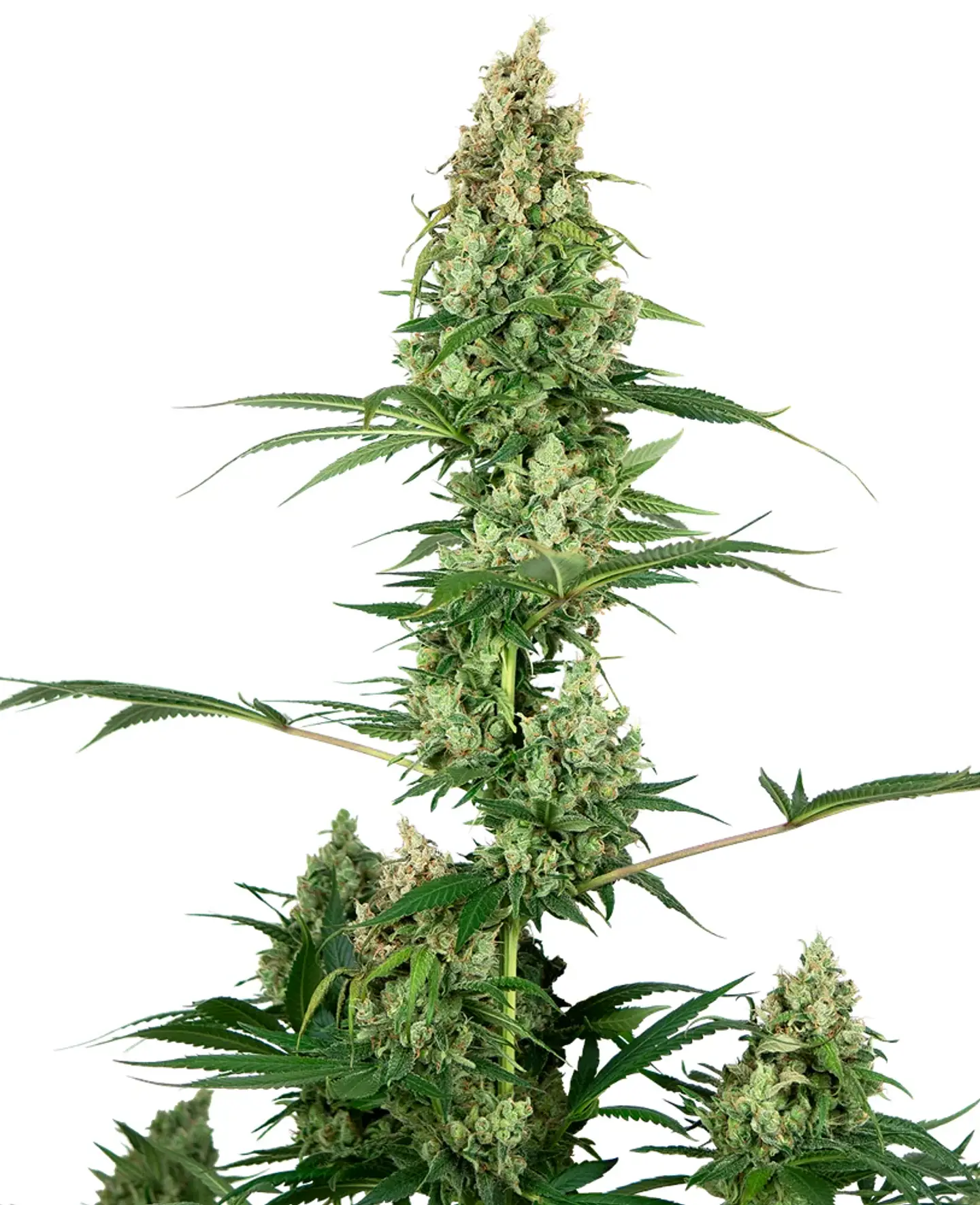 Silver Fire Fem X3-Sensi Seeds 1