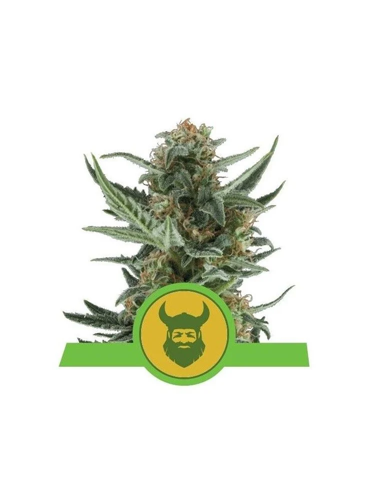 Royal Dwarf Auto -Royal Queen (X10/X3/X1) 1