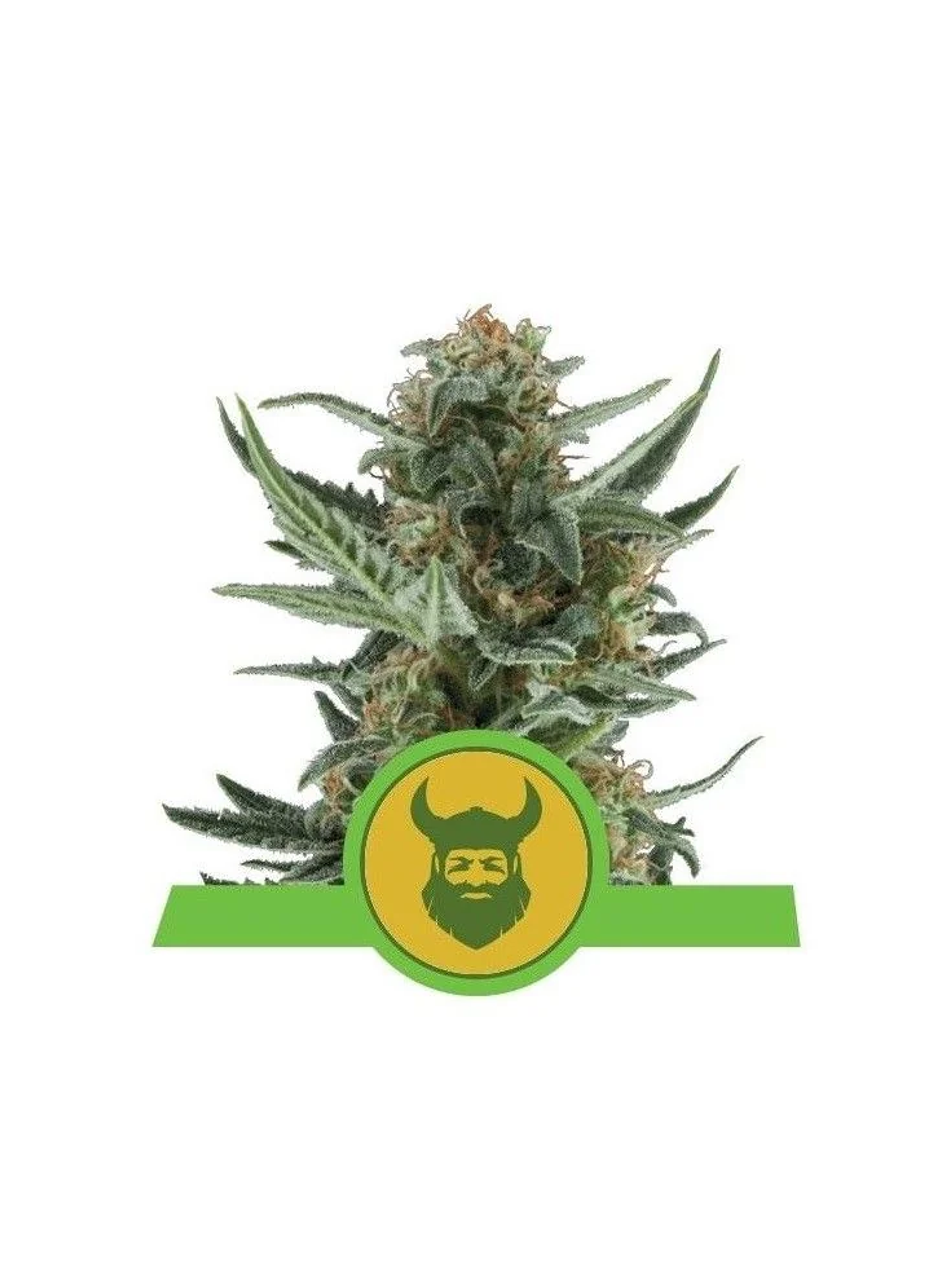 Royal Dwarf Auto -Royal Queen (X10/X3/X1) 1