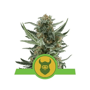 ROYAL DWARF AUTO X10-ROYAL QUEEN