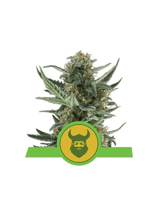 ROYAL DWARF AUTO X10-ROYAL QUEEN 1