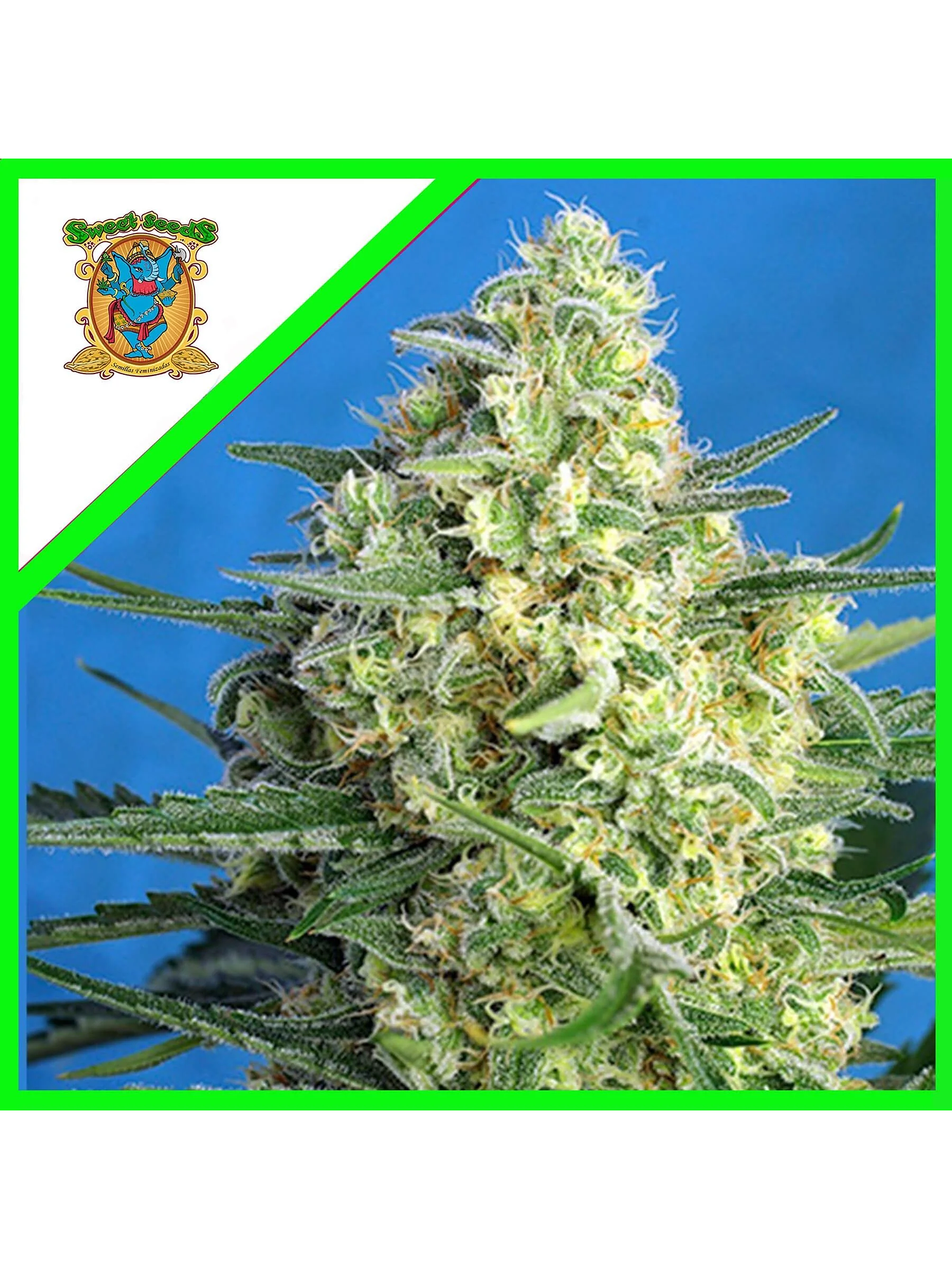Jack 47 Xl Auto® -Sweet Seeds (X100/X25/X5+2/X3+1) 1