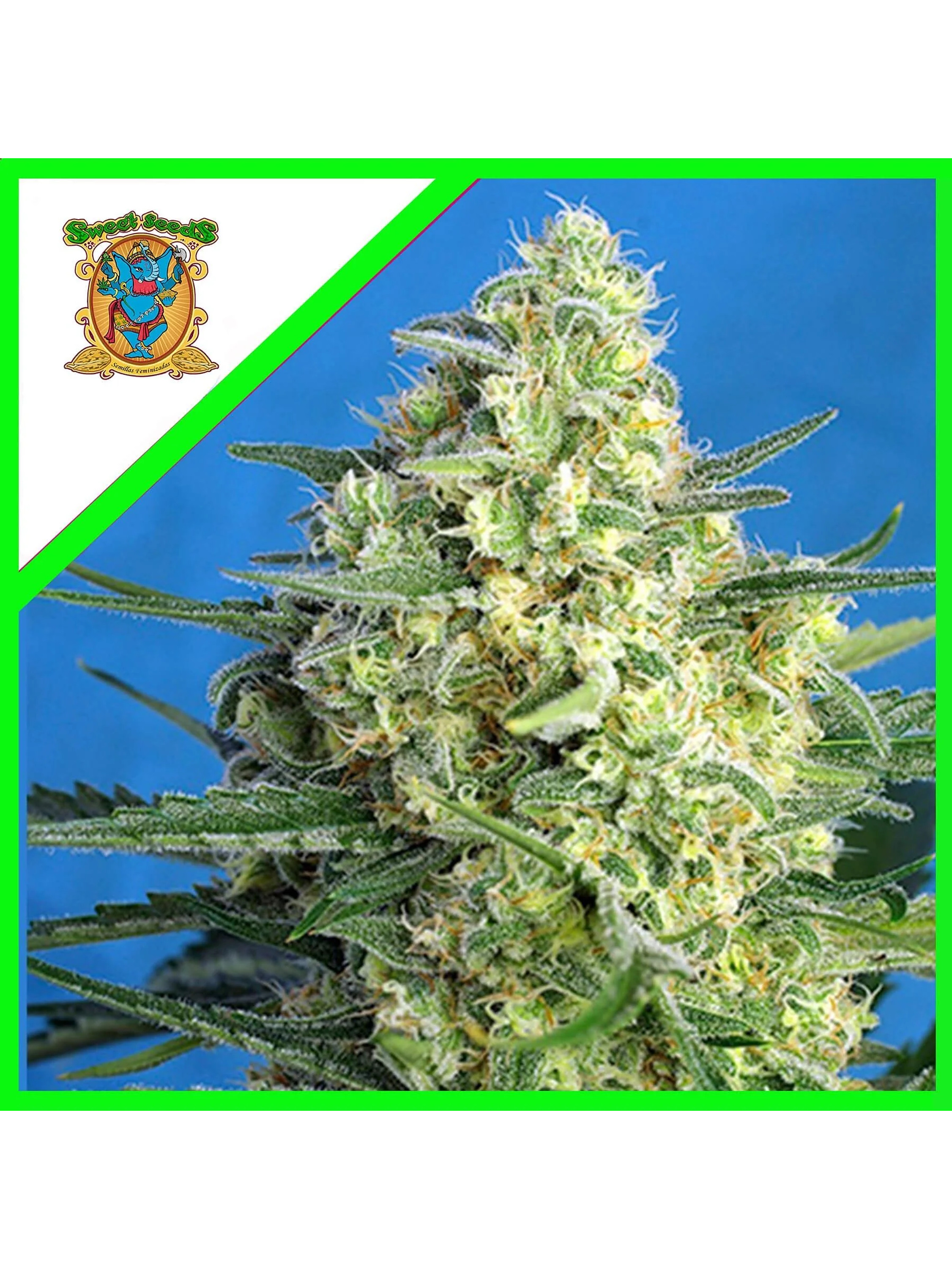 Jack 47 Xl Auto® -Sweet Seeds (X100/X25/X5+2/X3+1) 1