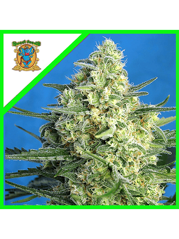 JACK 47 XL AUTO® X100-SWEET SEEDS 1
