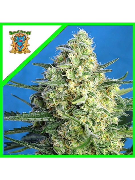 Jack 47 Xl Auto® -Sweet Seeds (X100/X25/X5+2/X3+1) 1