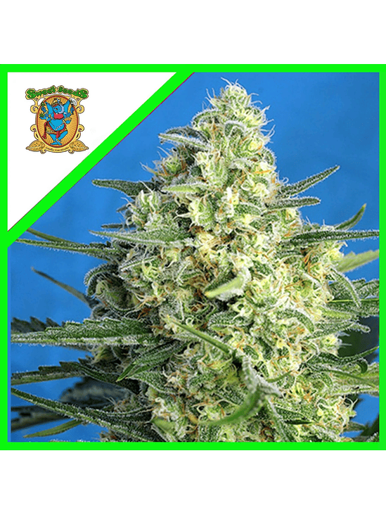 JACK 47 XL AUTO® X100-SWEET SEEDS 1