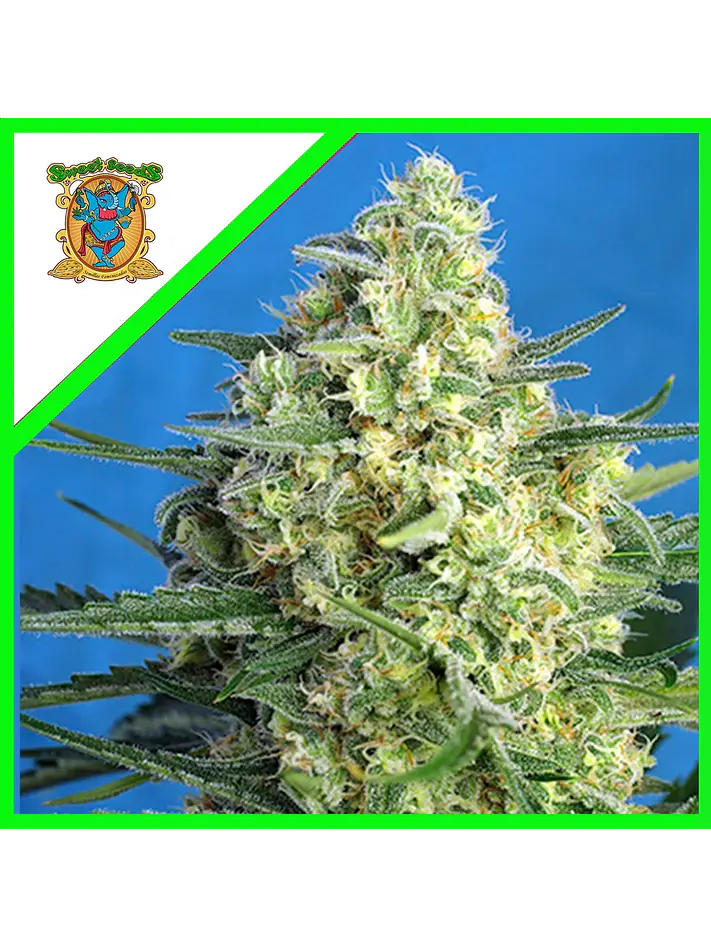 Jack 47 Xl Auto® -Sweet Seeds (X100/X25/X5+2/X3+1) 1