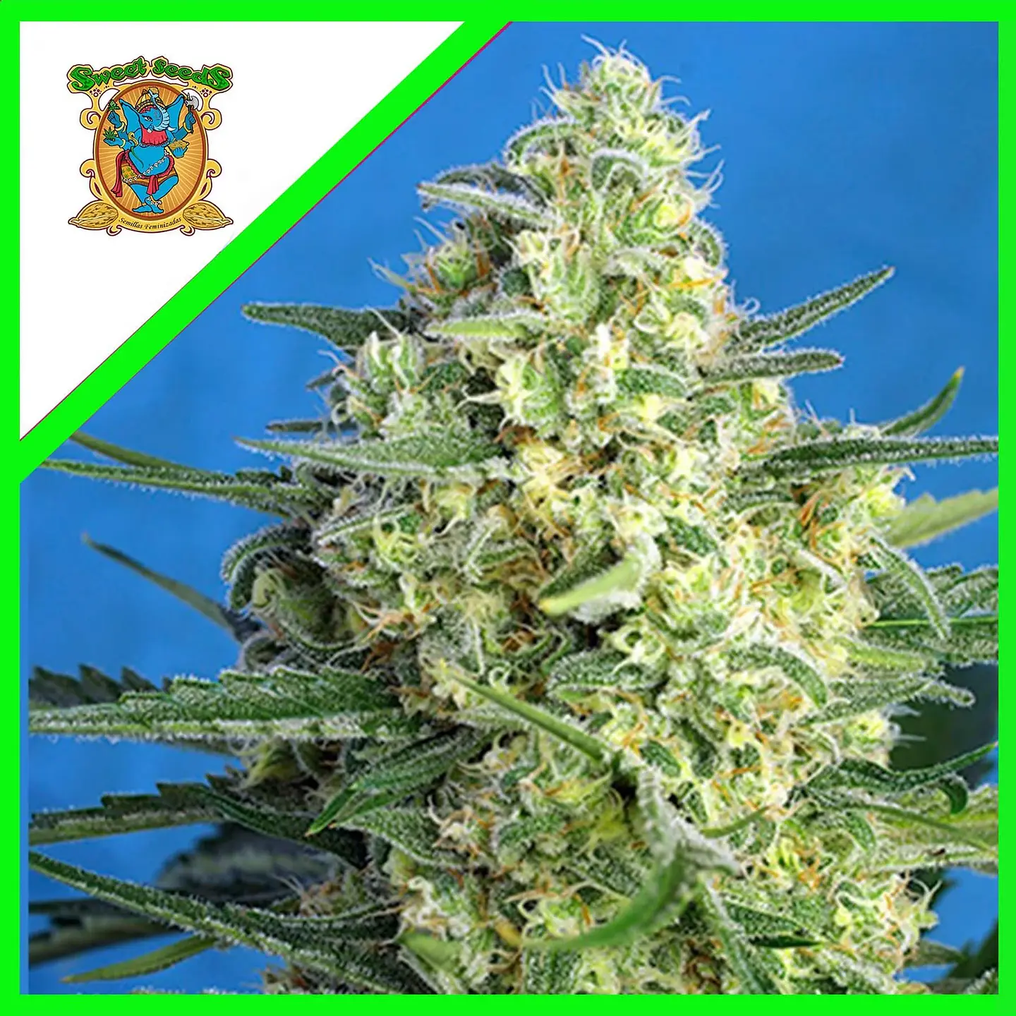 Jack 47 Xl Auto® -Sweet Seeds (X100/X25/X5+2/X3+1) 1