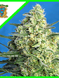 Jack 47 Xl Auto® X100-Sweet Seeds - Miniatura 1