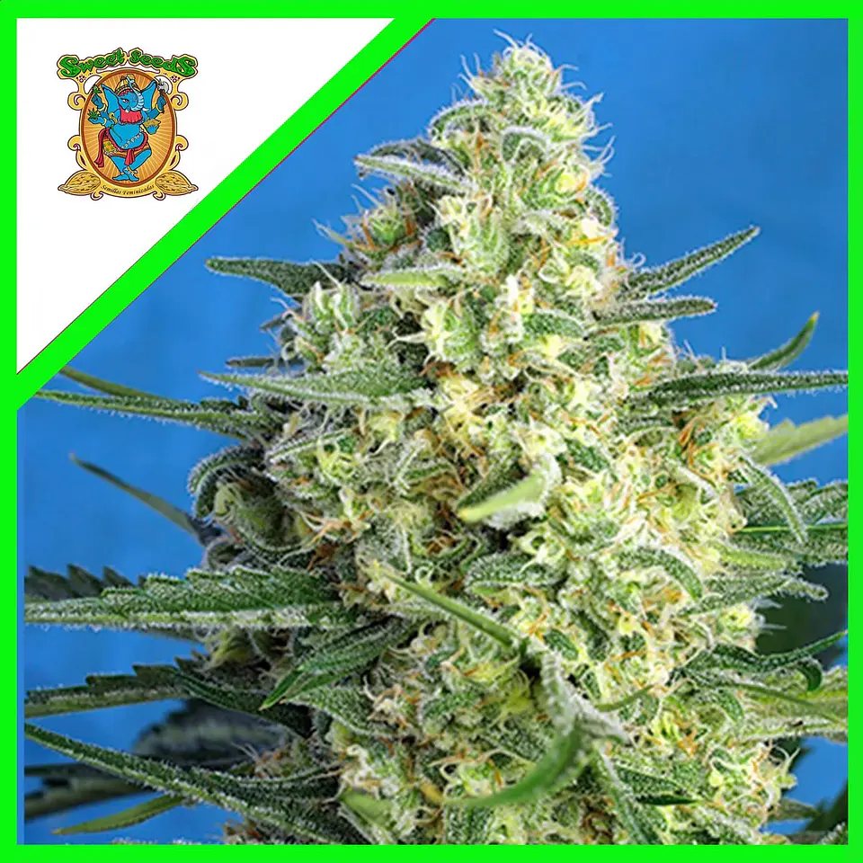 Jack 47 Xl Auto® -Sweet Seeds (X100/X25/X5+2/X3+1) 1