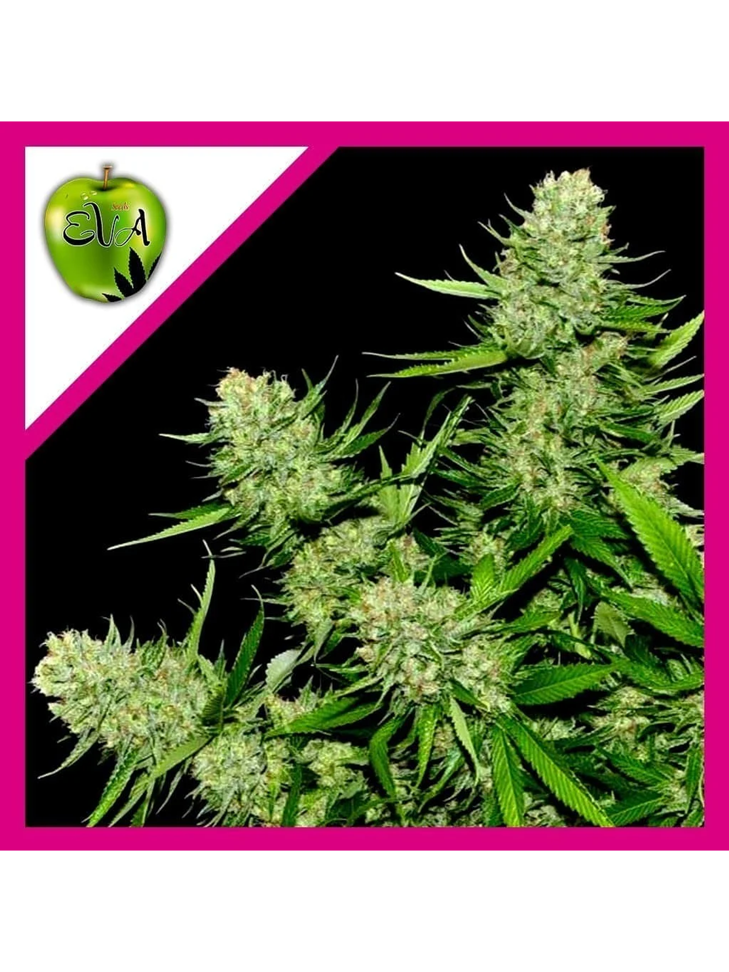 Veneno Fem -Eva Seeds (X3/X3+1) 1