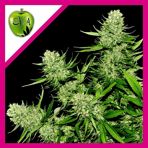 Veneno  Fem X3+1-Eva Seeds