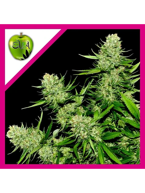 Veneno Fem -Eva Seeds (X3/X3+1) 1